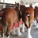 Лошади, которые ассоциируются... с пивом!