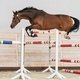 Шоу молодых спортивных лошадей в Maxima Stables