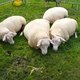 Всемирные конные игры. День 11. Праздник лошади Нормандии