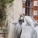 Всемирные конные игры. День 11. Праздник лошади Нормандии. Выводка арабских лошадей