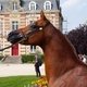 Всемирные конные игры. День 11. Праздник лошади Нормандии. Выводка арабских лошадей