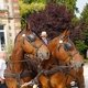 Всемирные конные игры. День 11. Праздник лошади Нормандии