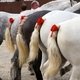 Всемирные конные игры. День 11. Праздник лошади Нормандии