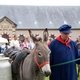 Всемирные конные игры. День 11. Праздник лошади Нормандии