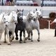 Всемирные конные игры. День 11. Праздник лошади Нормандии