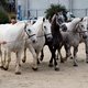 Всемирные конные игры. День 11. Праздник лошади Нормандии