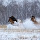 Лошади якутской породы