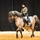 Вяток любят зрители конных выставок, на которых эти лошади предстают в совершенно разных образах / Фотограф: Марина Кондратенко