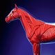 самое крепкое место у лошади – это мышцы. часто боль в плече указывает на компенсацию какого-то нарушения в нижней части ноги, где у лошади только связки и сухожилия