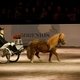 Международное конное шоу в Таллине Tallinn International Horse Show