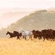 Малокарачаевский район Карачаево-Черкесской Республики – здесь обосновалась семья Алхаза после возвращения из департации в Киргизию / Фотограф: Альбина САГИТОВА
