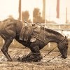 Черная статистика скачек