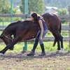 Natiral Horsemanship для спортивных пар в КСК «Пегас»! 