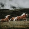 Лошади в горах Южного Тироля 