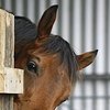 «Порочное» поведение. Типичные вредные привычки на конюшне