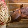 Замоченное сено необходимо скармливать лошадям немедленно, считают ученые