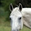 Новый метод диагностики язвы желудка у лошадей