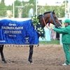 День конного завода «Донской» на ЦМИ