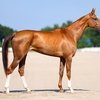 На Пятигорском ипподроме прошел чемпионат России среди ахалтекинских лошадей