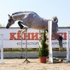 Арабский жеребец победил спортивных лошадей на выводке-экспертизе
