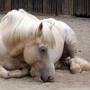 Глубокая подстилка улучшает настроение лошадей