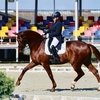 Синильникова Наталья. В вихре конной жизни