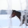 Пробеги в КСК «Карамат»