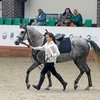 Круглый стол в поддержку терской породы лошадей