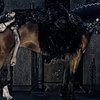 Модель Эди Кэмпбелл вновь на коне!