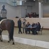 Судьи и всадники делают шаг навстречу