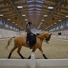 Мастер-класс по выездке с международным судьей