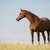 Хорошее качество от отечественного производителя