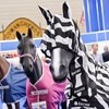 Spoga Horse: конники всех стран, объединяйтесь!