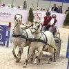 Конный спорт и шоу с польским акцентом