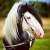 Стал миллионером - купил коня!