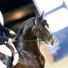 Чемпионат Европы пройдет без Лошади года