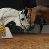 Вся красота арабских лошадей на выставке в Дубае