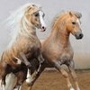 Мал телом, да велик делом
