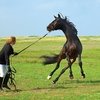 Гендерные различия: тренинг жеребцов