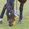 Российские всадники начинают выступления на этапе Longines Global Champions Tour!