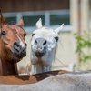 Конкурс детского творчества "Дивная лошадь"