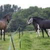 Элекстропастух повышает чувство стресса у лошадей?