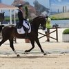 Успехи российских всадников на турнире по выездке в Испании
