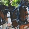 Легендарные гиганты конного мира - на Центральном московском ипподроме!