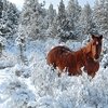 Крио-советы архи-коннику