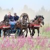Выставка лошадей вятской породы прошла под Ижевском