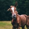Мимика лошадей уступает лишь человеческой