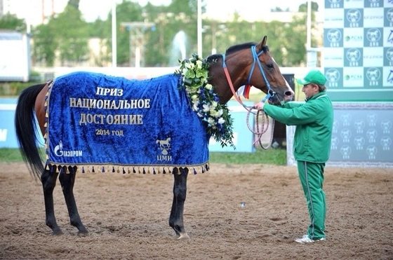 День конного завода «Донской» на ЦМИ