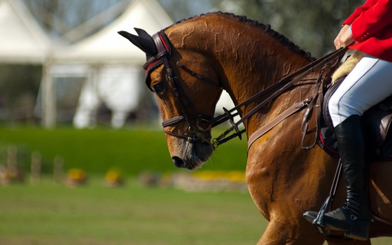Spring tour Jumping Lummen 2014. III