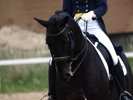 Мастер-класс с Питером Перли пройдет в Maxima Stables